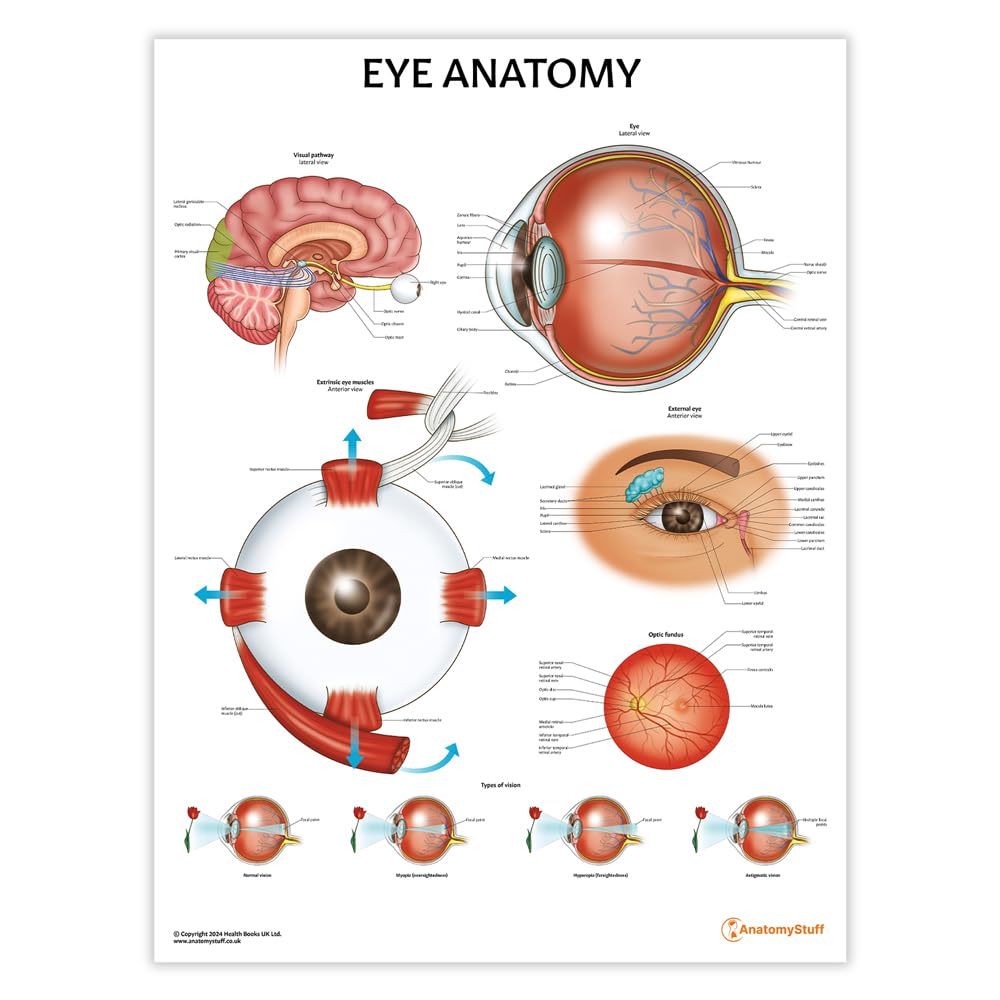 Anatomy Stuff Red, White Eye Anatomy Chart/Poster, 45X60cm, 18X24 Inches, Eye Anatomy Diagram, Medical Education Poster, Anatomical Ophthalmology Chart