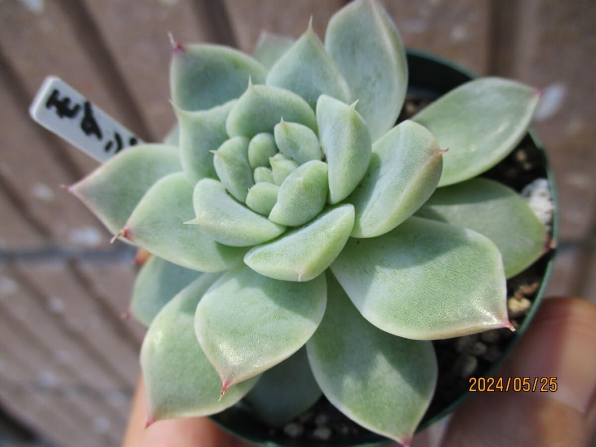 No.508 ❁モダンジェオン❁ 抜き苗 多肉植物 寄せ植え No.508 ❁モダンジェオン❁ 抜き苗 多肉植物 寄せ植え