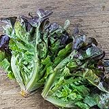 Lettuce Red Oakleaf (1800 Seeds)