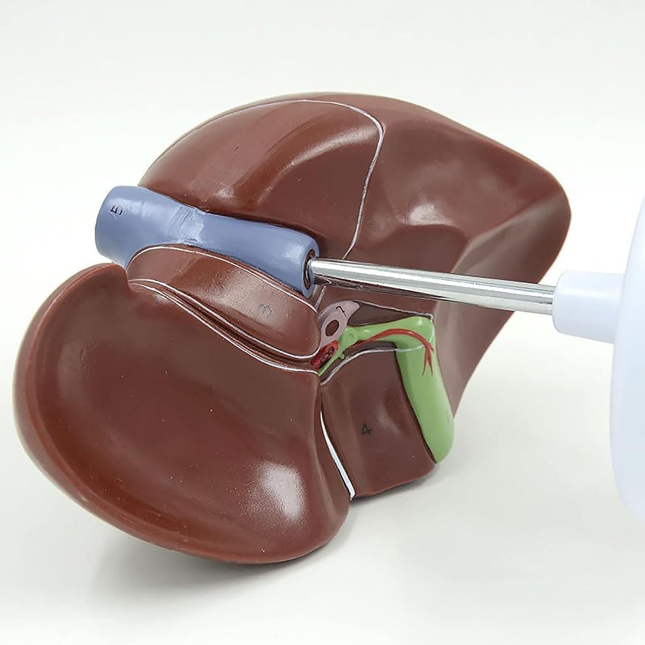 Modello di anatomia del fegato umano - Strumento didattico dettagliato per la patologia del pancreas e la dissezione del fegato per educazione medica, studenti e professionisti