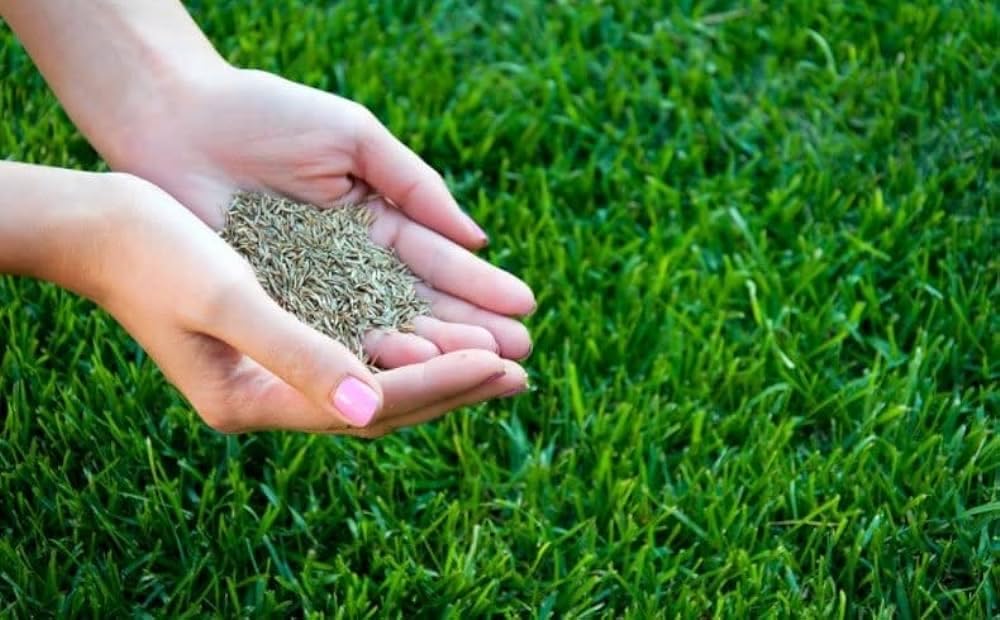 Australian grass seed for lawn Pack of 17000 (B0D22JT2Q6) Amazon Price History, Amazon Price Tracker
