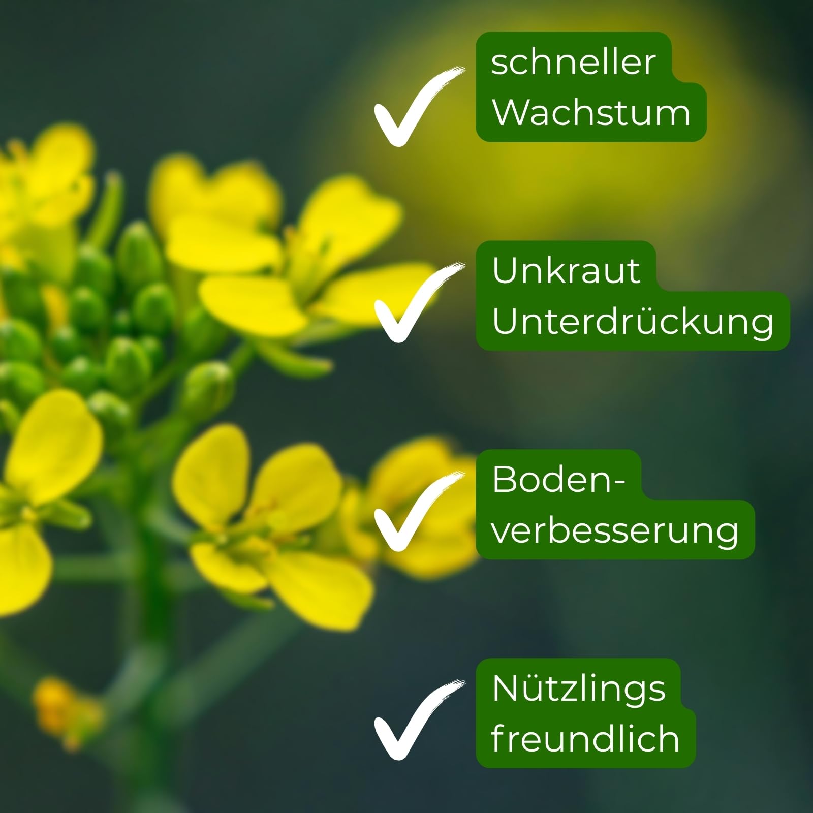 Gelbsenf, Inhalt: 10kg für ca. 2000m², schnellwüchsig, starke Bodendurchwurzelung, Nahrungsquelle für Nützlinge (Bienen & Falter), Bodenkur & Gründünger, Premium Saatgut