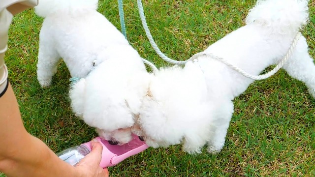 Amazon | Veepaxx ペットウォーターボトル 散歩 犬 水飲み： 携帯用