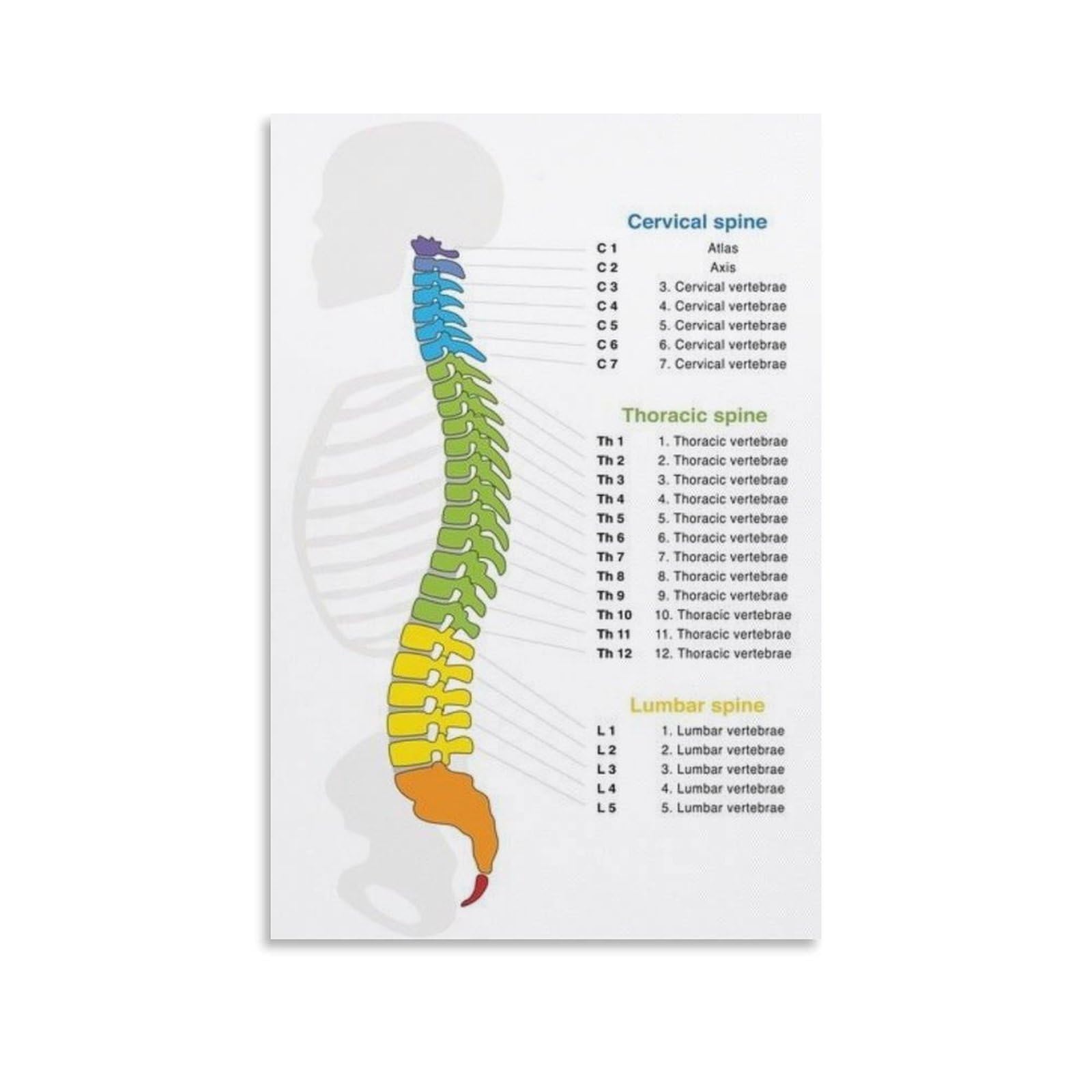 SXDMOUBK Human Spine Structure Diagram Poster Decorative Painting Canvas Wall Posters And Art Picture Print Modern Family Bedroom Decor 20x30inch(50x75cm)