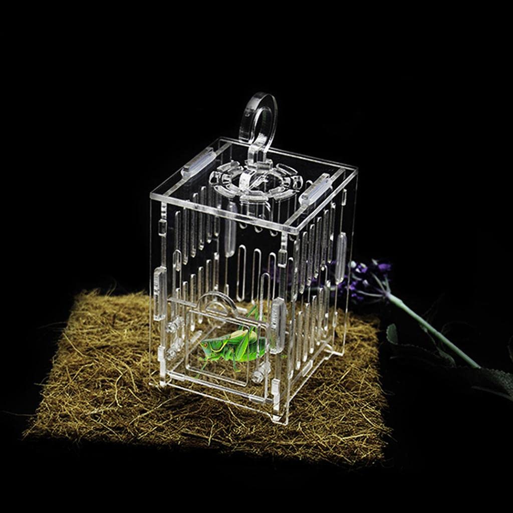Enakshi Spider Insect Cricket Tank Vivarium Cage Box Clear Acrylic Terrarium S |Pet Supplies | Reptile Supplies-image-19