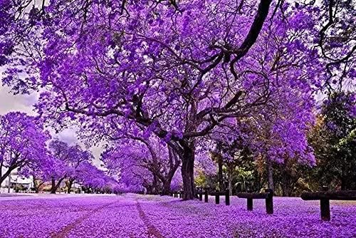MOCCUROD 20Pcs Purple Jacaranda Mimosifolia Tree Seeds Trumpet Shaped Flower Seeds