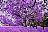 MOCCUROD 20Pcs Purple Jacaranda Mimosifolia Tree Seeds Trumpet Shaped Flower Seeds