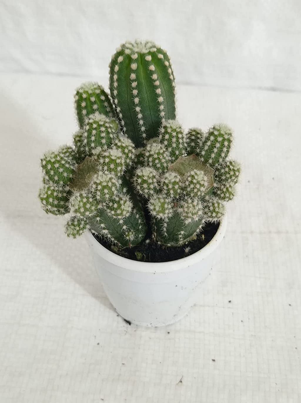 Creative Farmer Indoor Cactus Plant Echinopsis Cucumber, 7 Cm Pot Outdoor  Garden (Balcony Healthy Live Plant) : Amazon.in: Garden & Outdoors