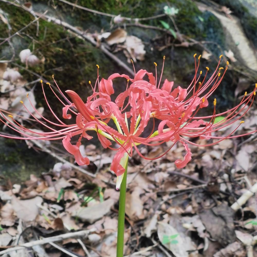 Lirio Araña Como Cultivar 10 Bulbos De Lirio Araña (Lycoris Radiata) -  Flores Perennes Para Jardín O Macetas Lirio Araña Bulbos, image size:1000x1000