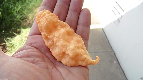 10 semillas de pimiento súper picante, JAY'S GHOST SCORPION, melocotón - Capsicum chinense