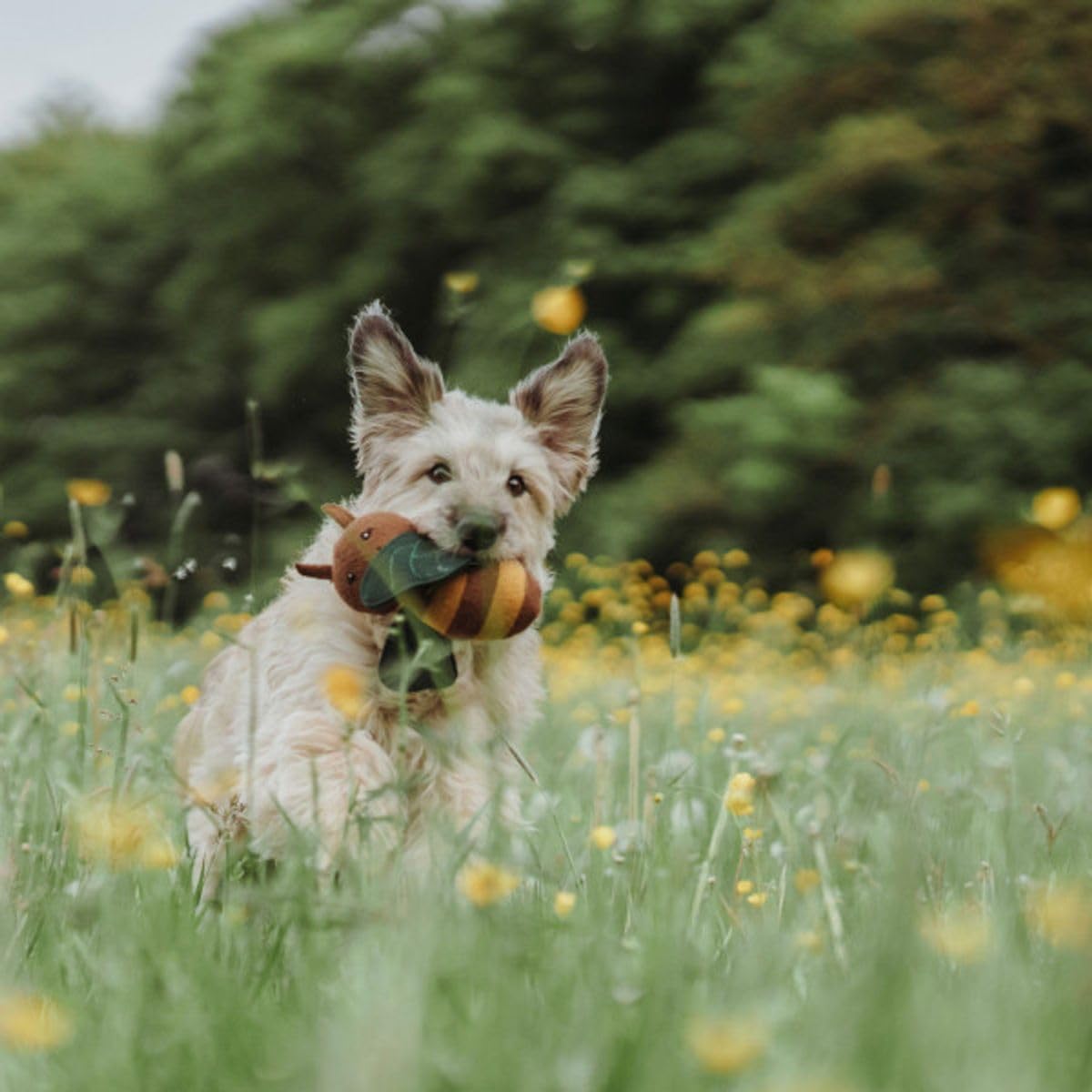 Hunter Plush Bee Dog Toy - Small-Medium Dogs