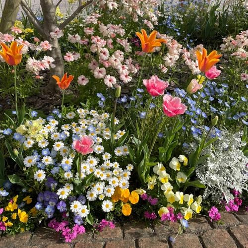 Semi di fioricampo, semi di prati fioriti, prati di selvatici esotiche semi di campo le da giardino 600pcs