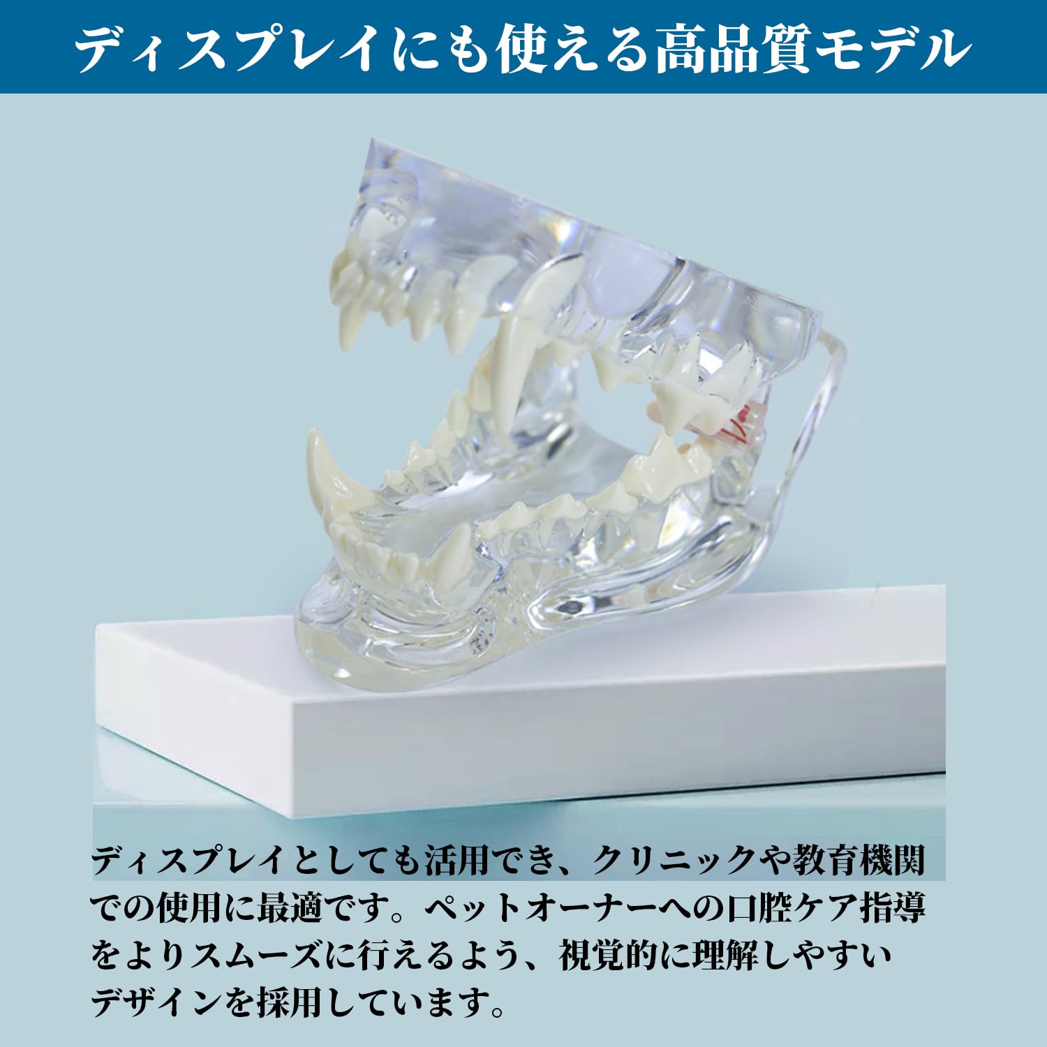 動物病院　猫模型（歯） Amazon.co.jp: 【獣医師監修】 プロ仕様 犬 猫 歯の模型 歯 模型
