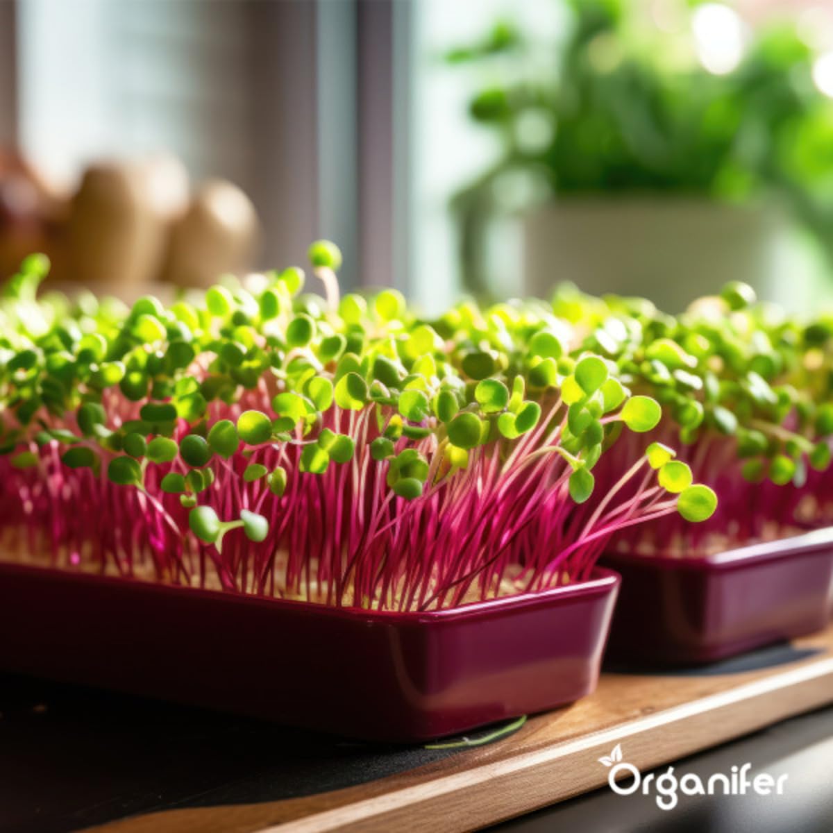 Paquete Microgreens (Babyleaf Y Micro Leaf) | Brotes - Semillas De Berros - Semillas De Huerta - Semillas De Lechuga - Semillas De Rábano - 12 Variedades - Organifer