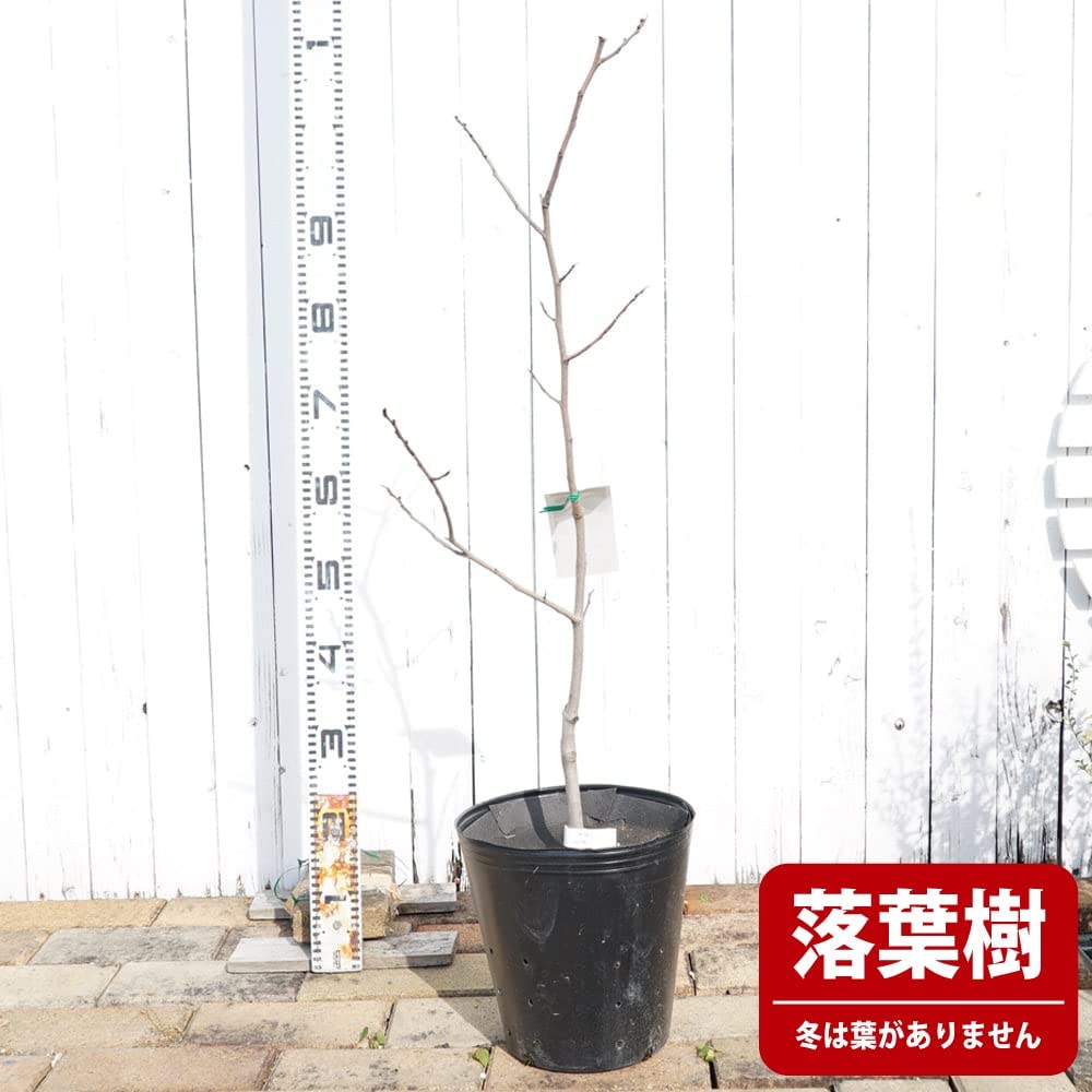 ① ポポー 接木苗 k*3様 ポポーの木 接ぎ木苗 4品種セット① 庭木 ① ポポー 接木苗 k*3様 ポポーの木 接ぎ木苗 4品種セット① 庭木