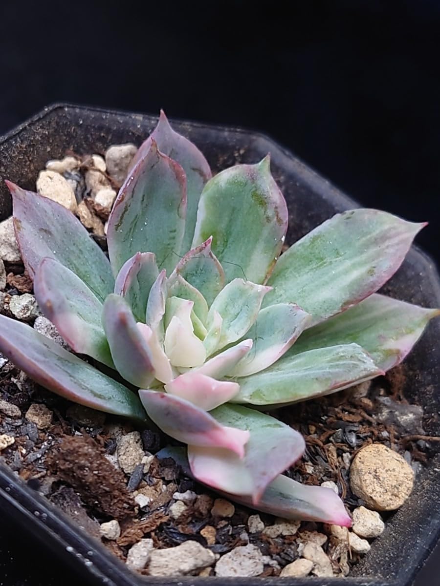 Amazon.co.jp: 多肉植物 韓国苗 ブラッドブリアナ錦 : おもちゃ