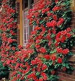 GreenCreator, Climbing Rose Flower Seeds -100 Seeds Beautiful Flower Plant in Home Outdoor