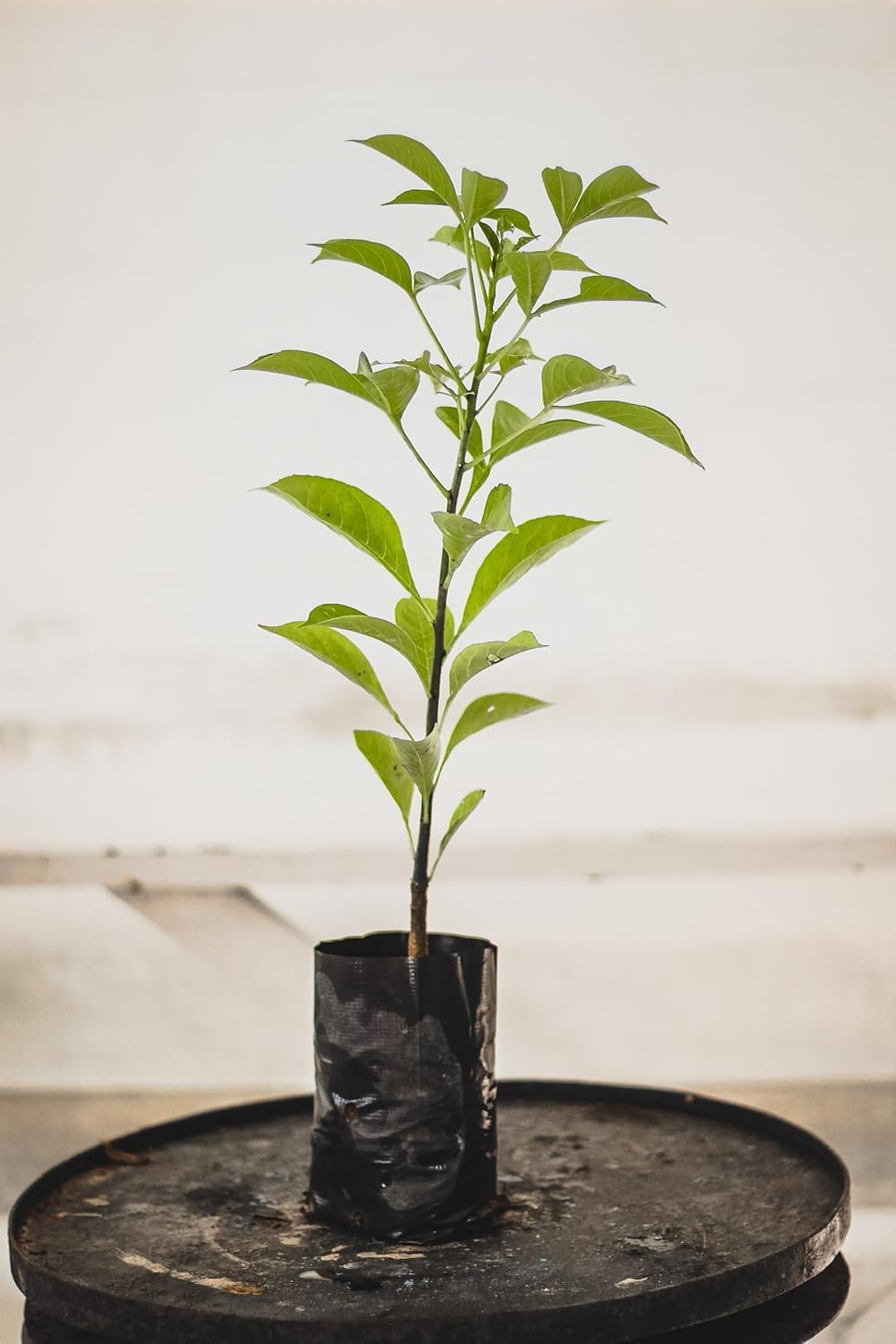 Kalpavriksha Plant - Seed Grown Live Plant Spiritual and Rare Outdoor Plant | Vastu Plant - Unique Gift for Home Garden-image-14