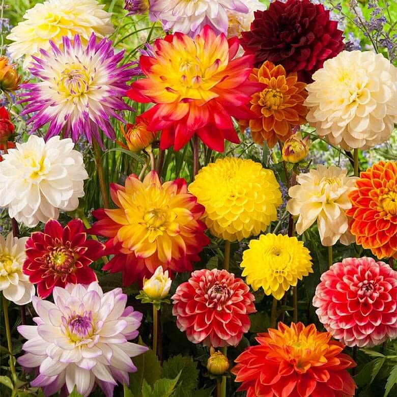 Dahlia Glory Mixed Flower Bulbs Rich Mixed Colour X3 Bulbs