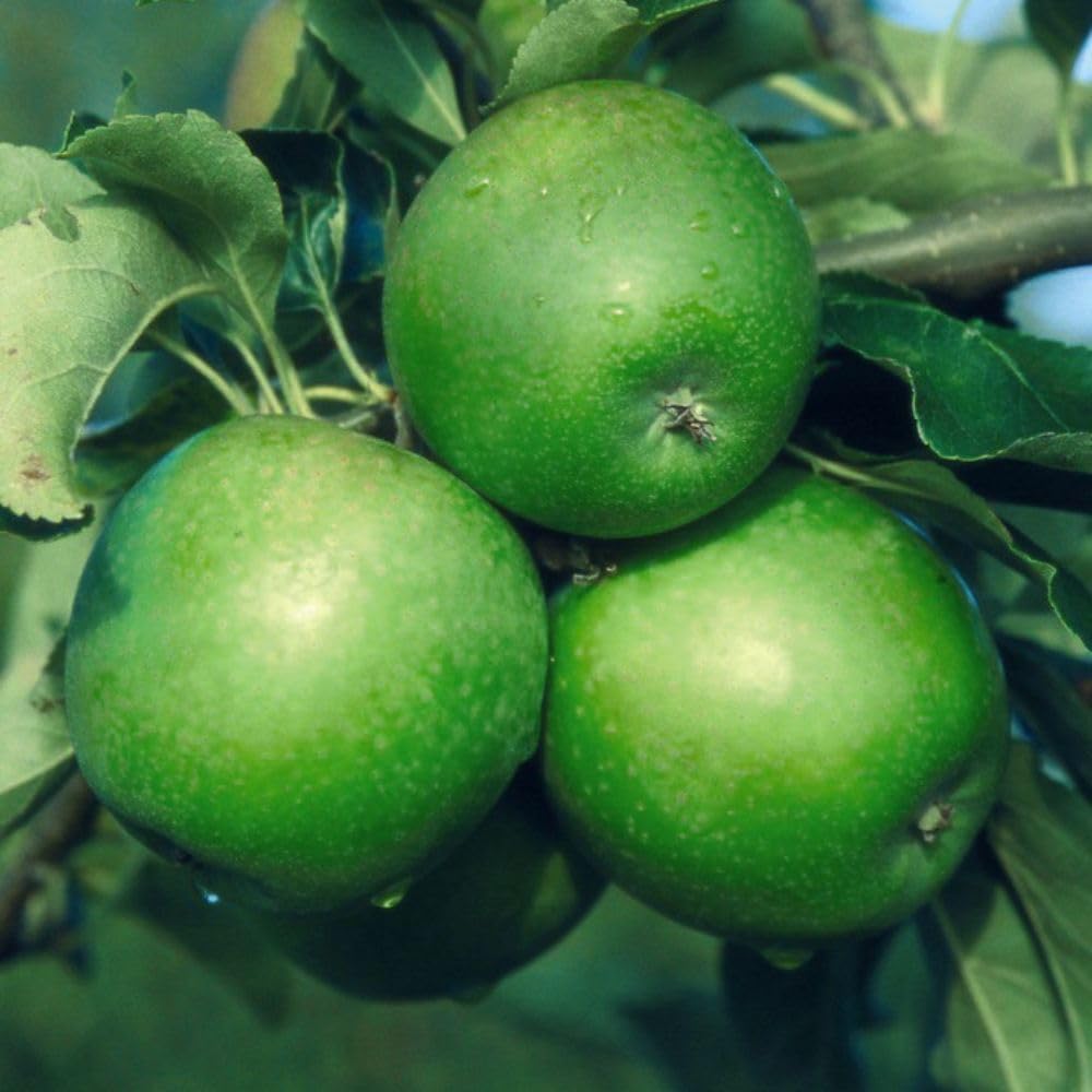 Apple 'Granny Smith' - Self-Fertile Cooking Apple Tree - Supplied As M9 -Rootstock Ideal for Pies & Salads - Easy-to-Grow Orchard Variety – 1x 24cm Potted Plant by Thompson & Morgan