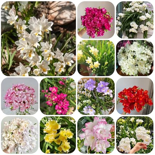 bulbos de fresia jardín de plantas plantas resistentes para jardín, plantas decorativas flores de primavera bulbos plantas exóticas resistentes, flores de otoño resistentes flores 15pcs