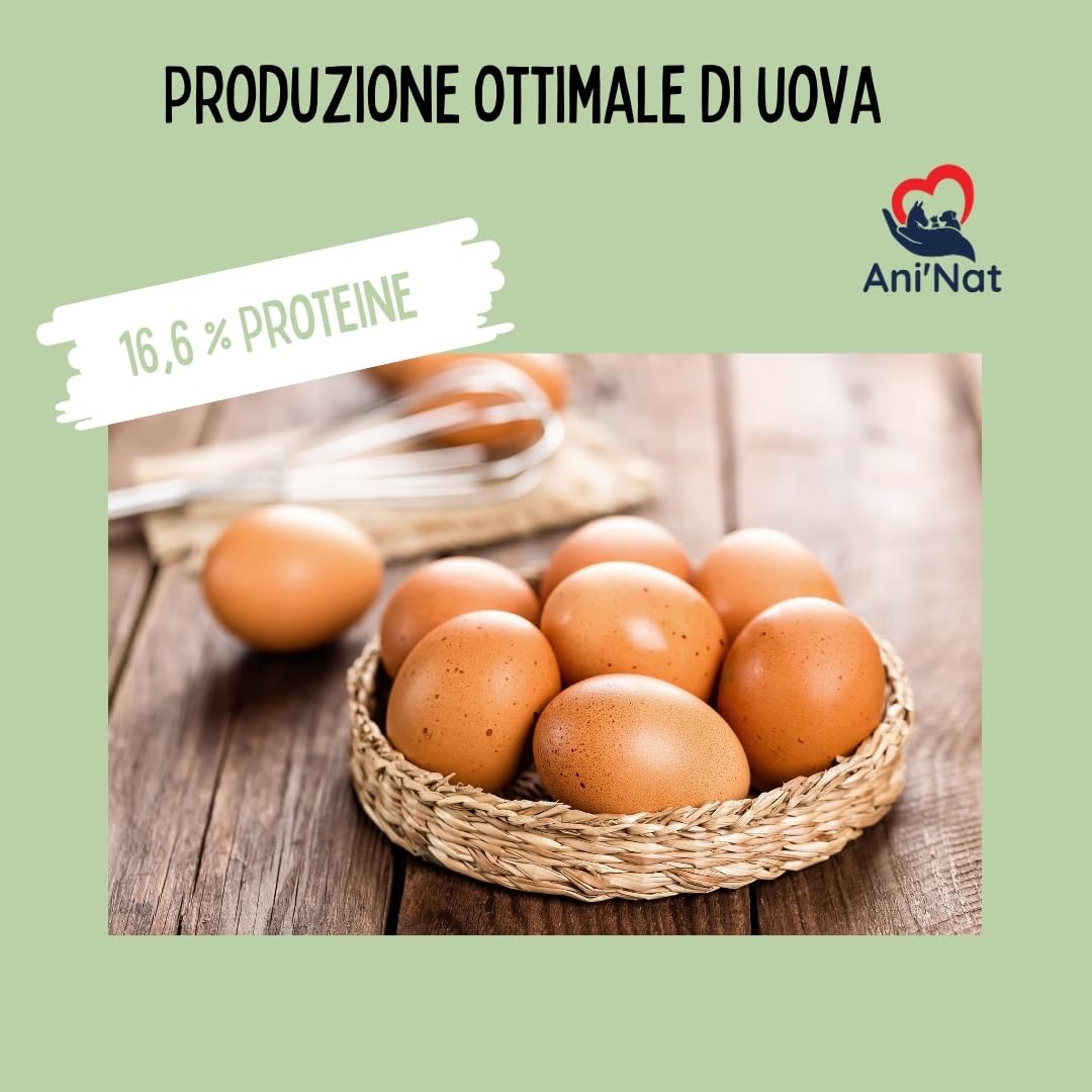 Ani'Nat Mangime per galline ovaiole senza OGM – Con oli essenziali – Miscela grossolanamente macinata – Nutrizione completa per deposizione e vitalità delle galline (5kg)