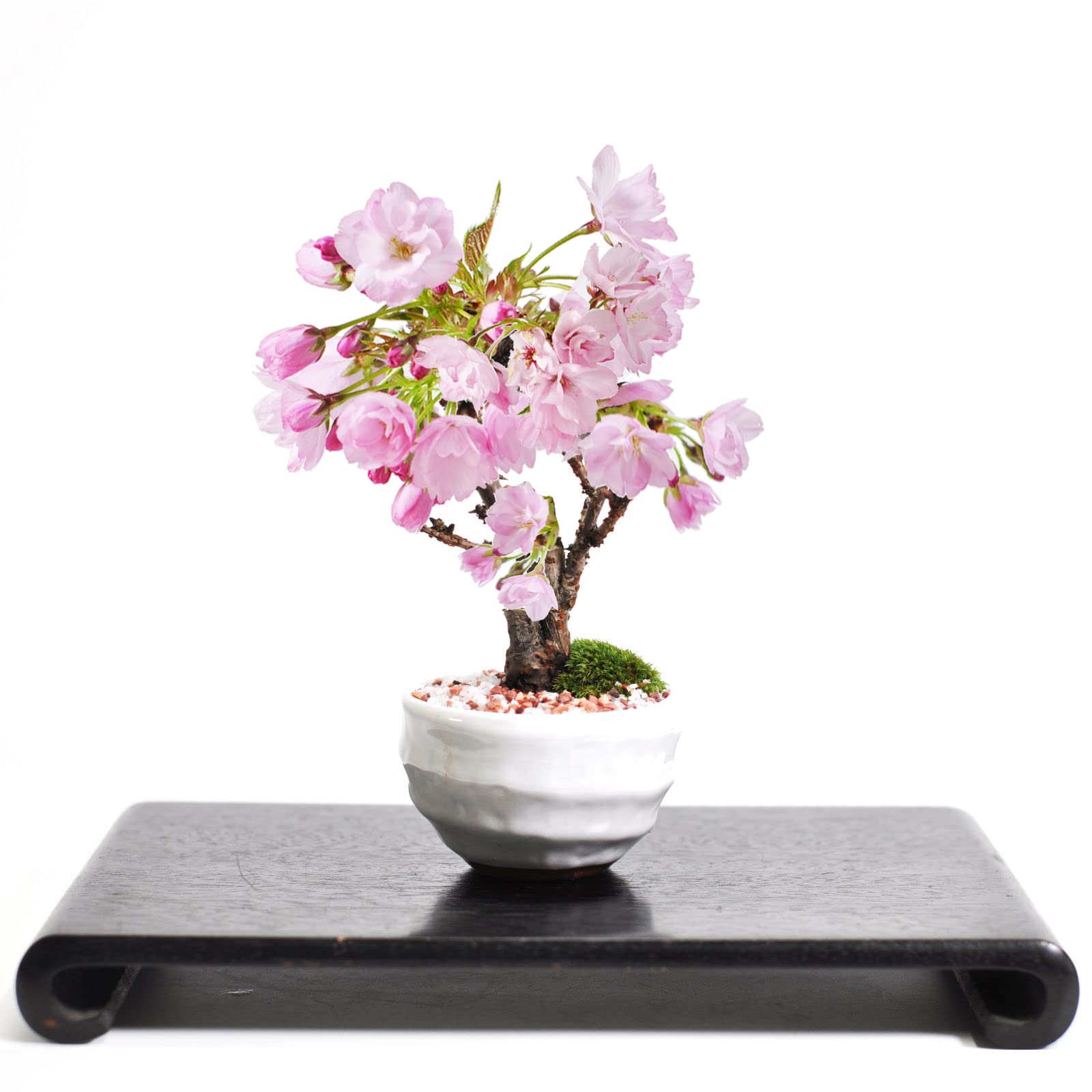 ミニ桜盆栽