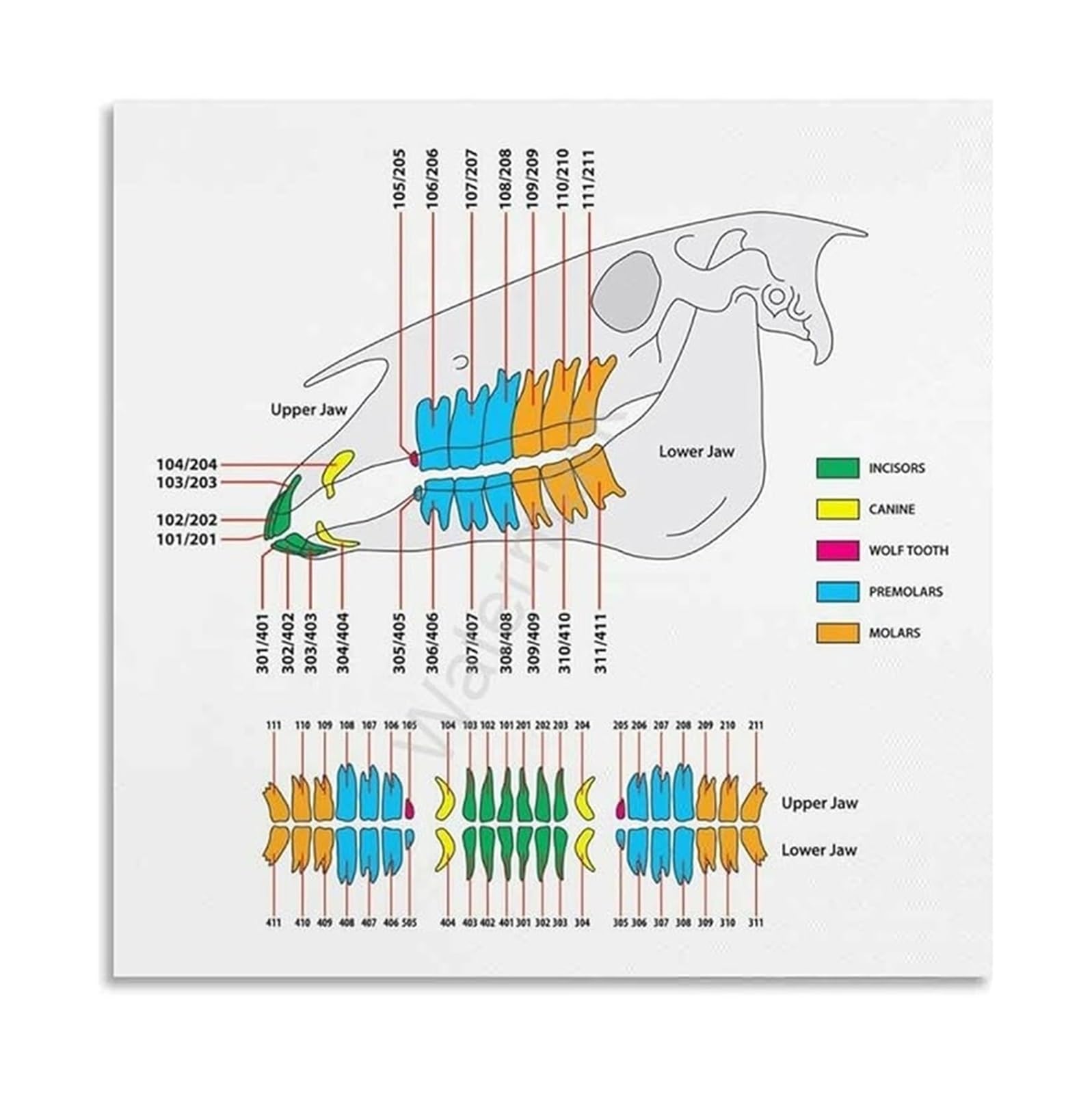 IDGTTLDF Large Animal Veterinary Chart Poster Equine Anatomy Reference Canvas Wall-Art for Barn Clinic School Office Framed,08x12inch(20x30cm)