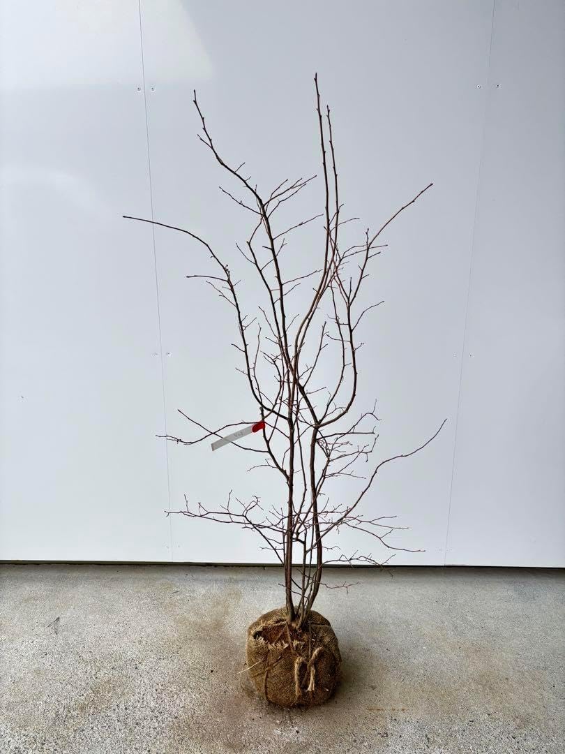 盆栽】 紅葉 樹高30cm 作家鉢6号 真柏 楽天市場】盆栽 紅葉の森