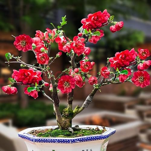 Captivating Malus Spectabilis Crab-Apple and Begonia Seedlings 15-18 inch Tall Beautiful Potted Plants for Your Garden, Yard, and Home Decor