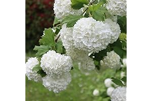 White Snowball Viburnum Shrub, Bright Blooms - Quart Pot