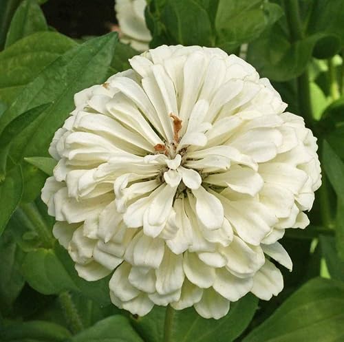 Miniatura 1 de Davids Garden Seeds Flower Zinnia - Oso polar de color sólido FBA-00027 blanco 200 semillas de reliquia sin OMG