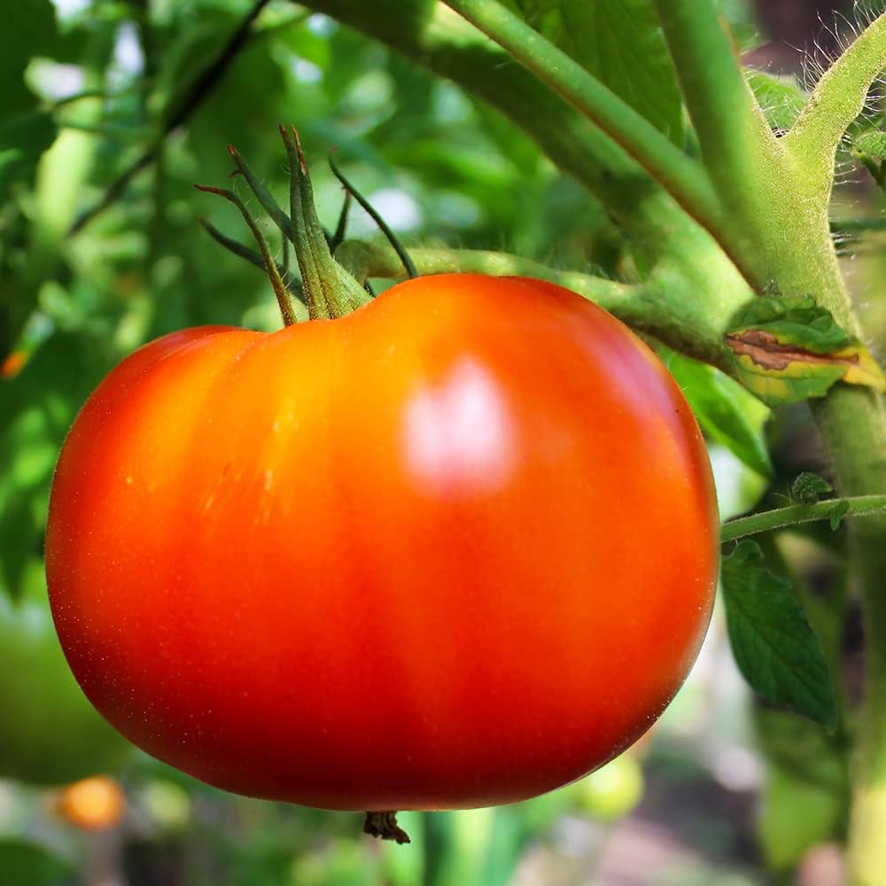 【組み合わせ自由♪】①珍しいトマトの苗 組み合わせ自由♪】①珍しいトマトの苗