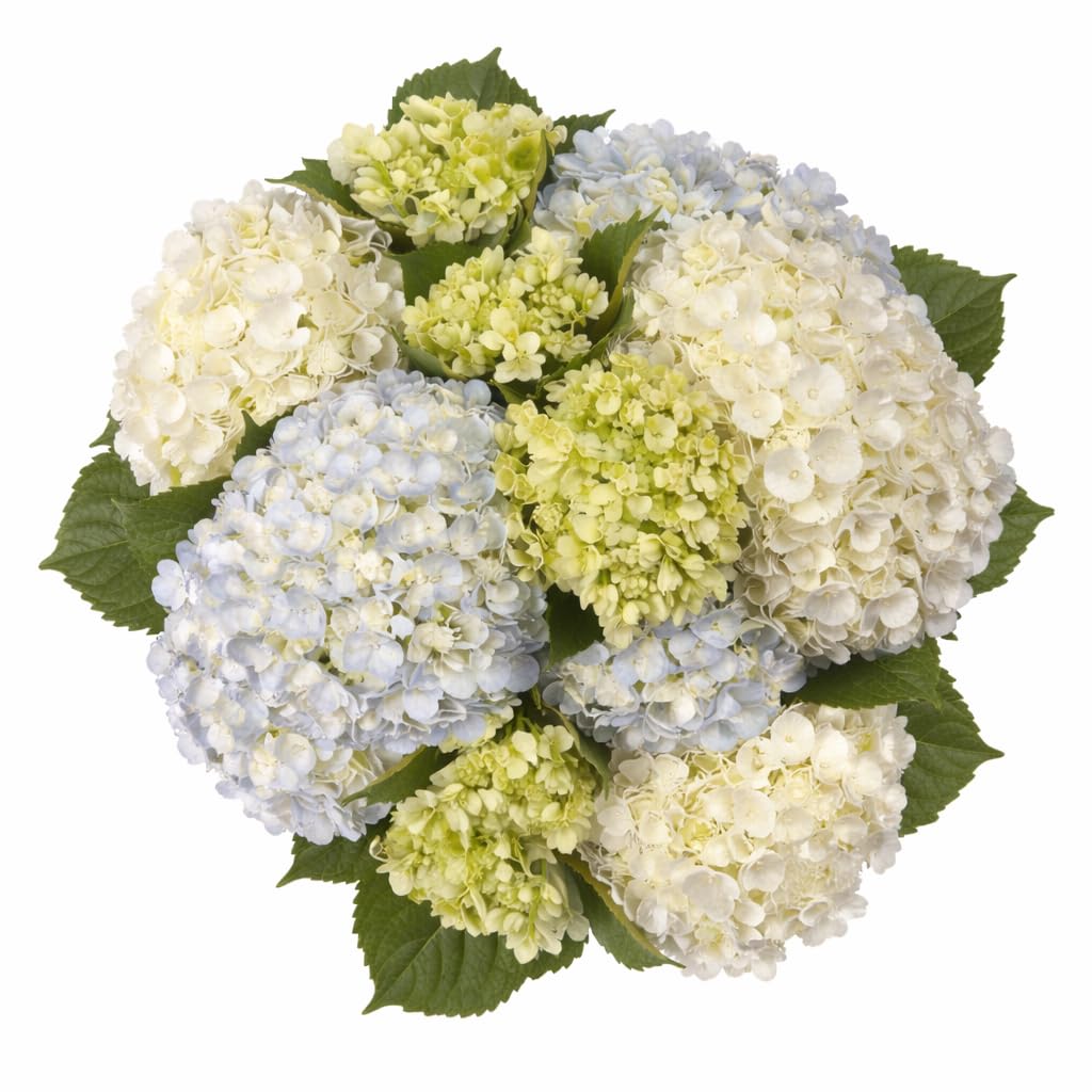 GlobalRose 20 Assorted Hydrangeas – Responsibly Sourced Assorted Flowers – Hand-Picked Flowers Fresh Bouquet for Graduation, Anniversary, Birthday & Special Occasions