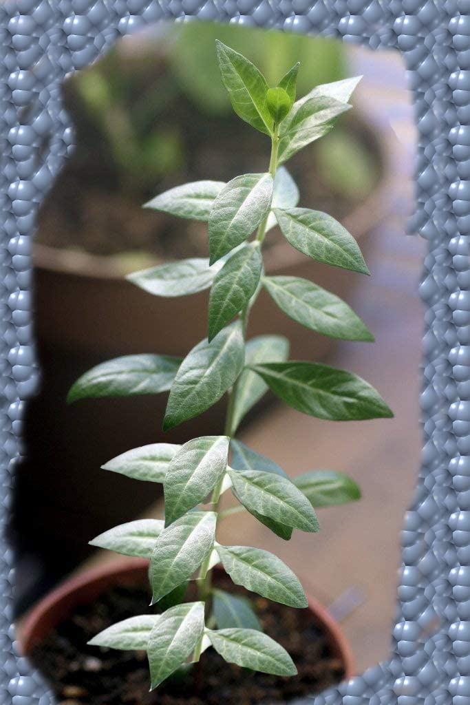 ROOKHRAJ PAUDHSHALA Henna, Mehndi Live Plants Lawsonia inermis (B01LPZZRHY) Amazon Price History, Amazon Price Tracker