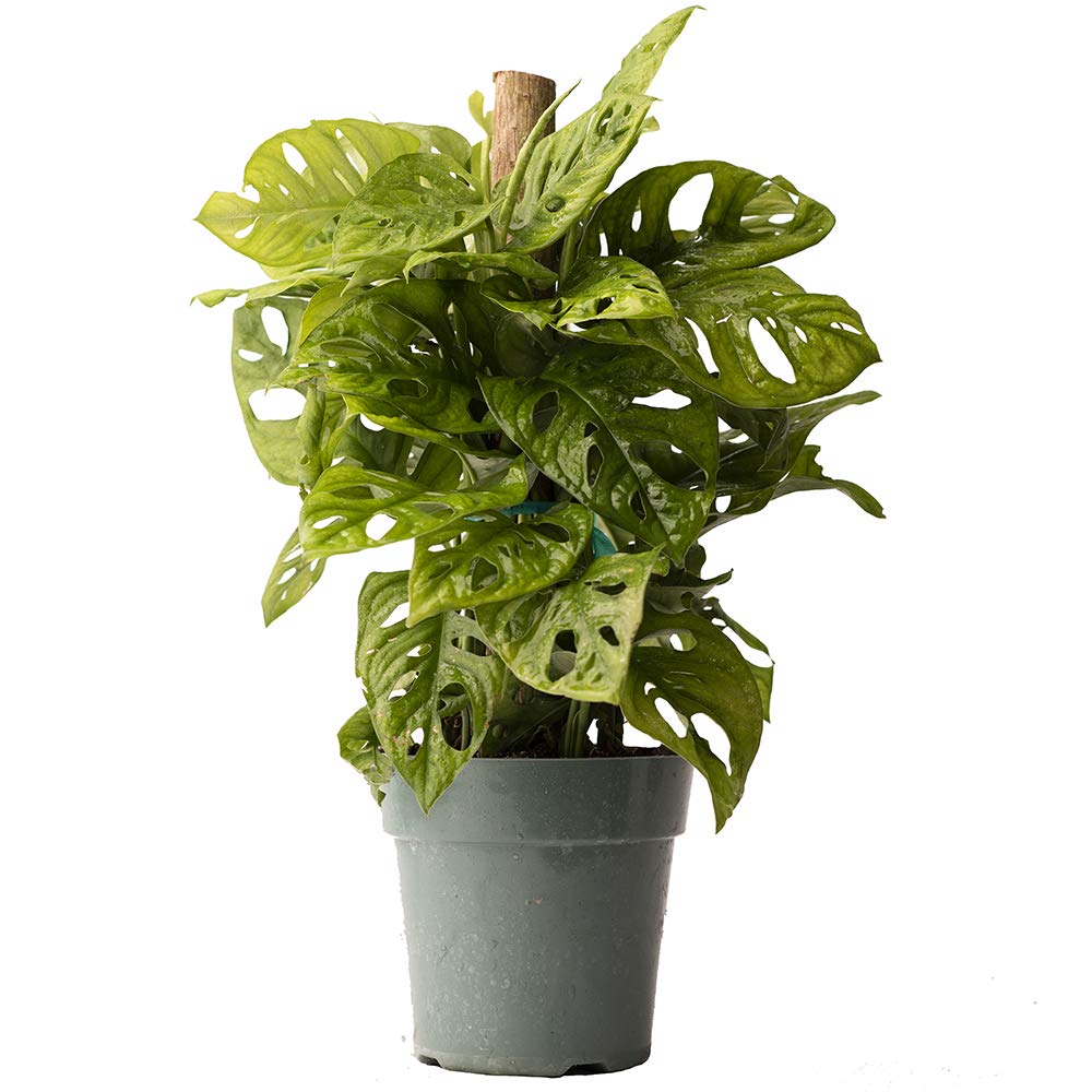Buy American Plant Exchange Monstera Adansonii Swiss Cheese Totem Pole