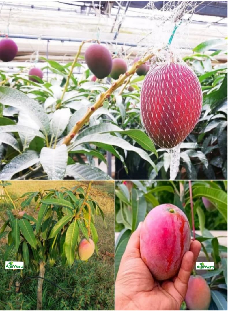 Original Miyazaki Mango Plant (Pack of 2 Plant) Helthya Live Grafted Hybrid Taiyo - No - Tamago Variety - Miyazaki Mango Plant, Hight 2-3 Feet (B0CYHB35FS) Amazon Price History, Amazon Price Tracker
