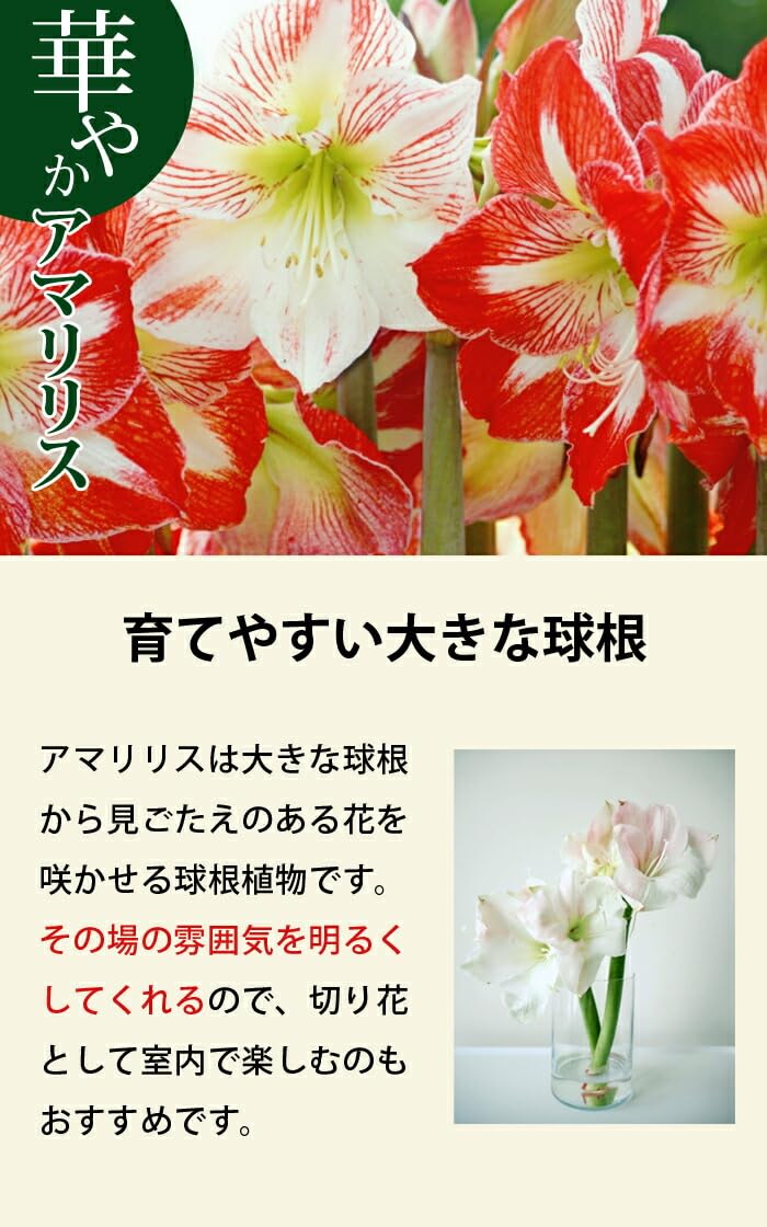 Amazon.co.jp: アマリリス 球根 春植え 毎年花が咲く 【 アイ