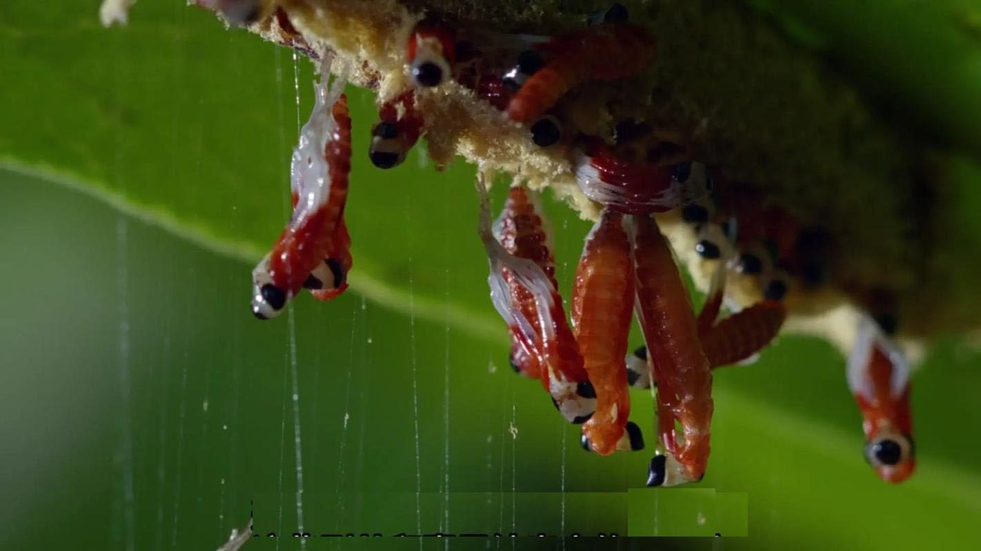 Orchid Mantis Eggs with a Free Observation Hatching Pack (1 Eggshell) – Equipped with a Transparent Window Pocket to Observe The Hatching Process, Each Ootheca can Produce up to 200 Baby mantises