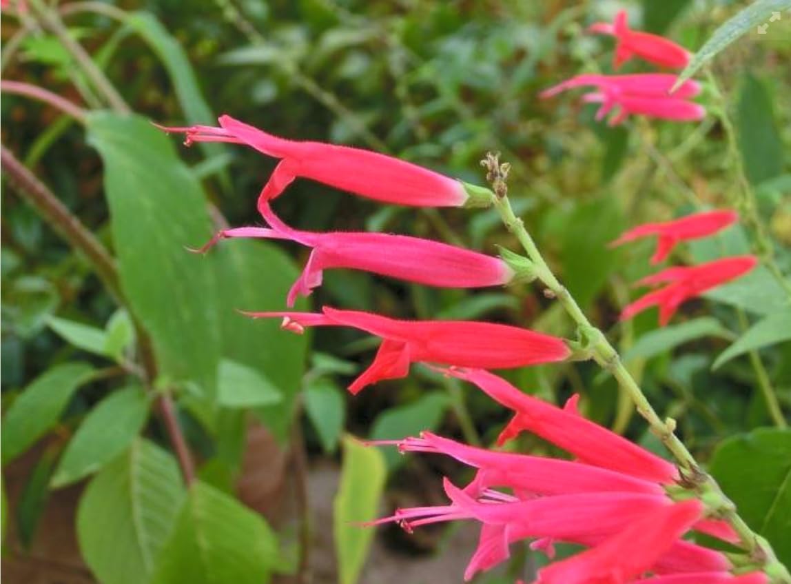 Pineapple Sage Live Plant – Salvia elegans Herb – Hummingbird Attracting Plant – Aromatic Edible Herb – Red Flowers – 3 Inch Pot