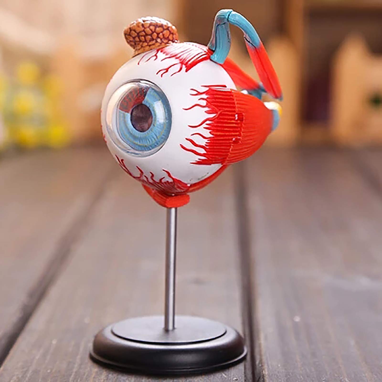 Buy XIEZI Anatomical Model Human Eye Model Human Eyeball Anatomy Model