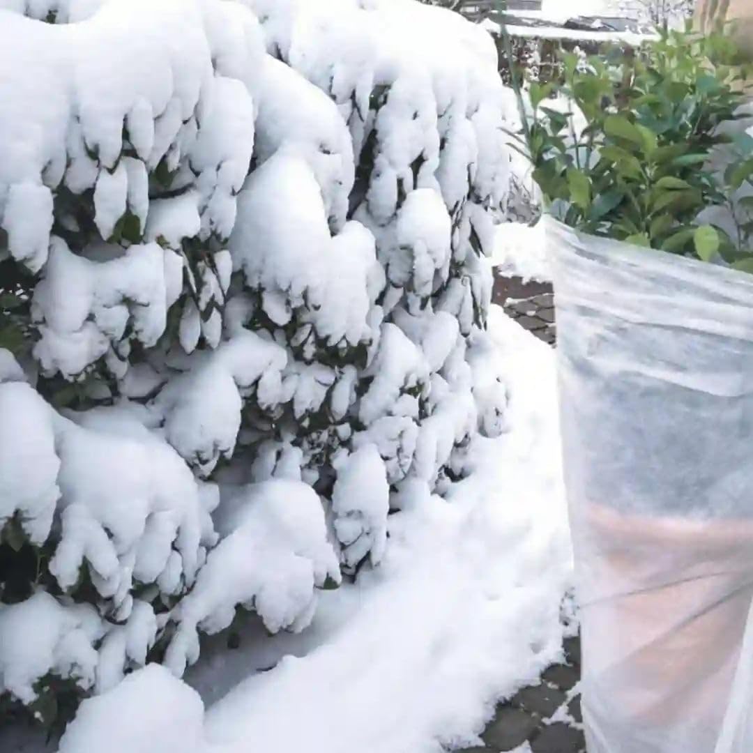Florade Wintervlies | Thermovlies & Frostschutz für Pflanzen | 19 g/m² Leichter · 30 g/m² mittlerer · 50 g/m² starker Schutz | atmungsaktiv, UV-stabil | Breite 1,6 & 3,2 m, bis 100 m