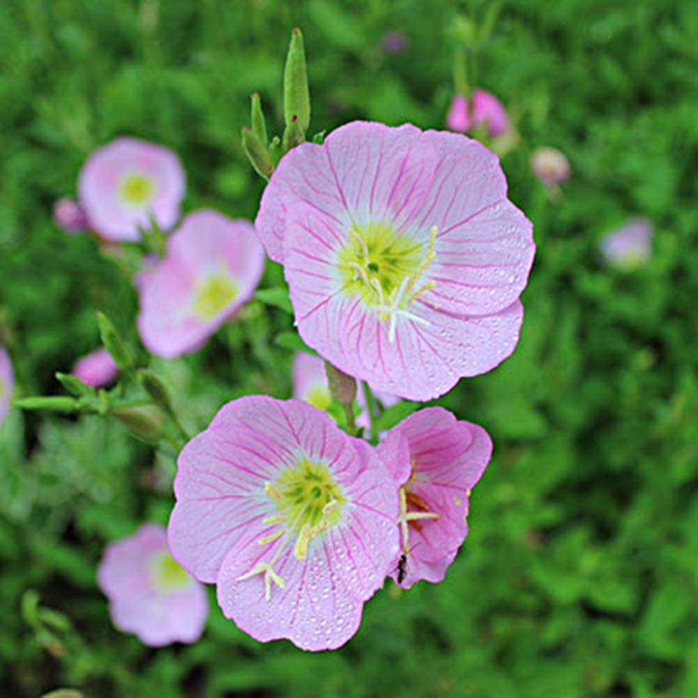 TYNYY 300Pcs Evening Primrose Seeds,Plant Balcony Garden Bonsai Flower Office Decor for Planting Garden Yard Outdoor Pink Evening Primrose Seeds*
