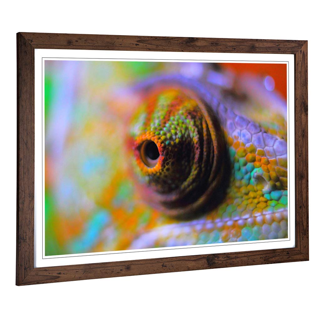 Big Box Art Framed Print of Chameleon Lizard Reptile (6) Design | Wall Art Picture | Home Decor for Kitchen, Living, Dining Room, Bedroom, Hallway, Office, Walnut, A2 / 24.5x18 Inch / 62x45cm
