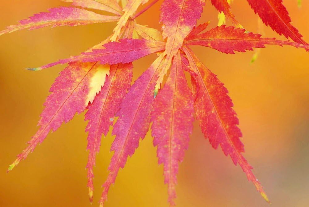 Elegans Japanese Maple - Best Fall Color 1 - Year Live Plant