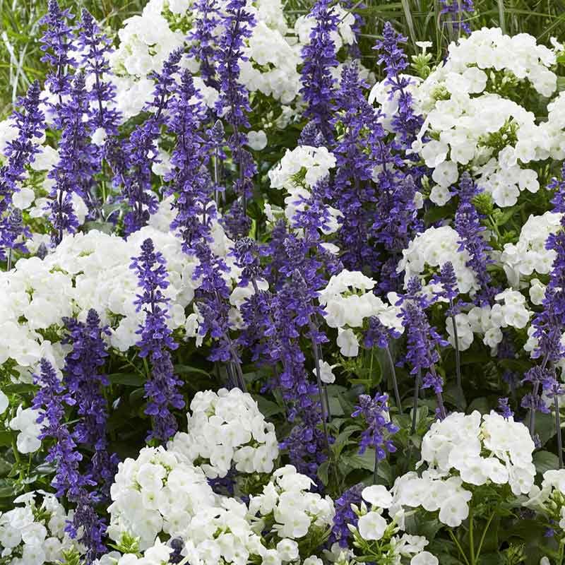 Eden Brothers Perennial Mix