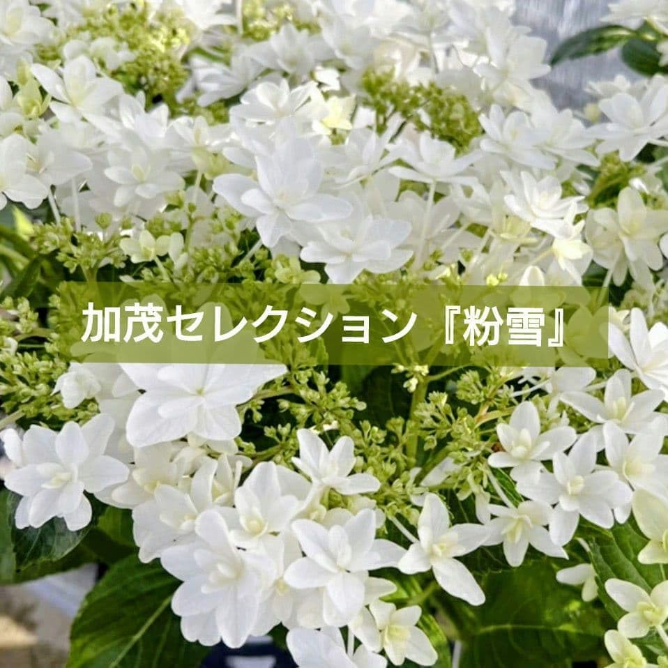 宿根草 紫陽花 加茂セレクション 粉雪 正規品 タグ ポット苗 ♪