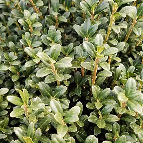 2.5 Qt - Sky Pencil Holly - Evergreen Shrub With An Upright And Slender Growth Habit #TOP1