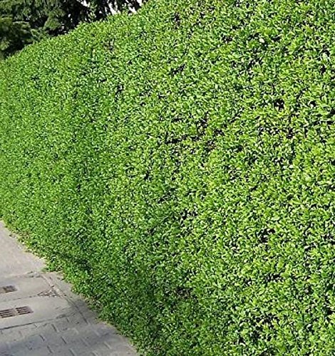 Mller Mnchehof GmbH Immergrner Liguster im Topf/Container Gre 125 bis  150 cm : Amazon.de: Garten
