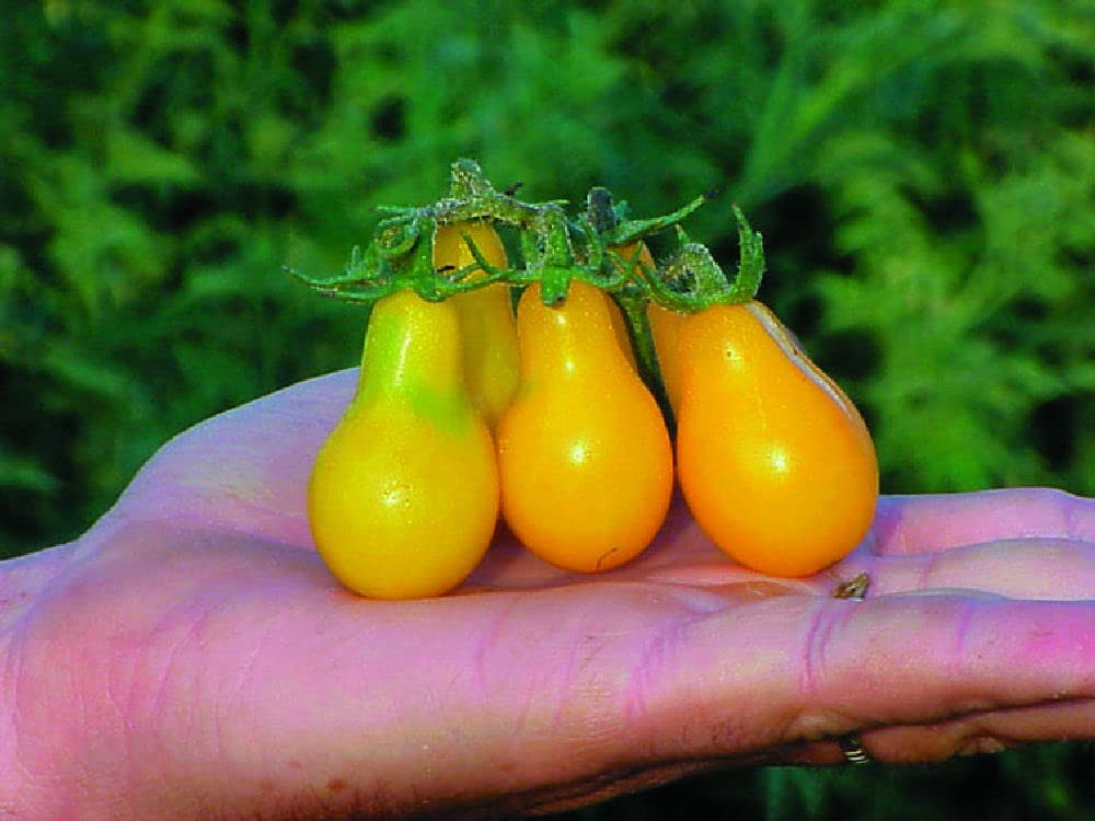 Viridis Hortus - Tomato Yellow Pear - 60 Vegetable Seeds (Beautiful Pear Bite-Sized Tasty Heirloom)